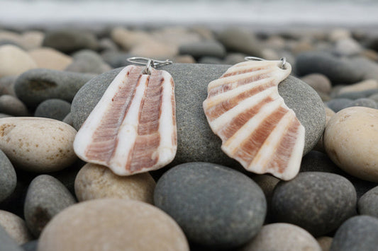 Pair of shell earrings on a light gray background